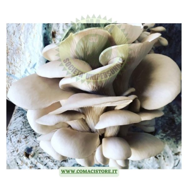 ballette funghi